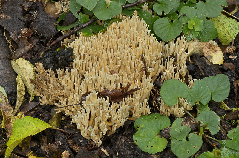 Phaeoclavulina decurrens